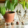 Вырастить авокадо из косточки