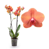 розово-оранжевая орхидея в горшке