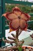 edithcolea grandis