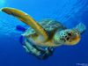 Поплавать с морскими черепахами
