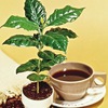 Дерево кофе
