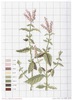 DMC Herbarium Menthe