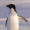 Погладить пингвина