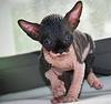 Котёнок канадского сфинкса девочка чёрная или молодая  кошочка