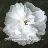 Саженец розы Blanc Double de Coubert