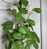 Хойя CALYCINA