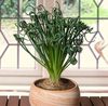 Альбука спиральная (Albuca spiralis)