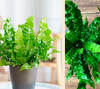Asplenium Nidus Crispy Wave