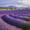 lavender fields