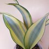 Сансевиерия Сплеш