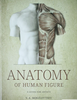 The Anatomy of Human Figure. Анатомия фигуры человека