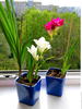 Фрезия в горшке/срезкой