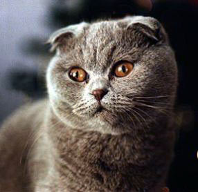 Плюшевый серый кот по имени Плюш