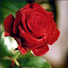 красную розу