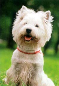 Собака - Вест Хайленд Вайт Терьер ( West Highland White Terrier )