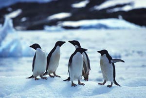 Погладить пингвина