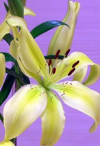 букет цветов