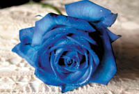 Розы Голубые