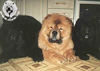 хочу чау-чау