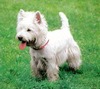 West Highland White Terrier