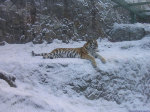 побывать снежной зимой в зоопарке)