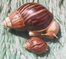 Achatina immaculata