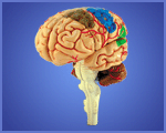 4d Puzzle  Human Brain
