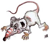 Стать любимчиком крыски