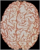 мозг