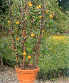 декоративный лимон в кадке