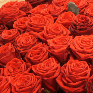 много-много красных роз