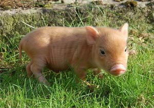 MiniPig