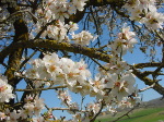 цветущее миндальное дерево-бонсаи