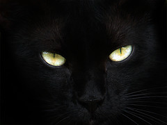 котенок
