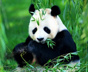 увидить живую панду