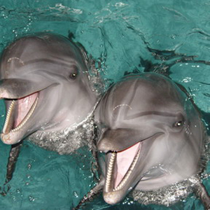Купание с дельфинами!!!