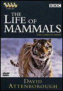 Life Of Mammals