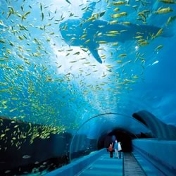 посетить Georgia Aquarium