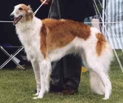 Borzoi dog