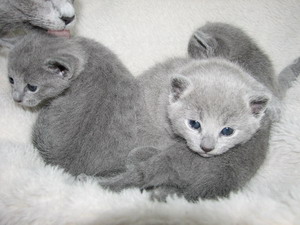 Голубого котёнка