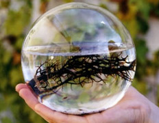 "Экосфера" (EcoSphere)