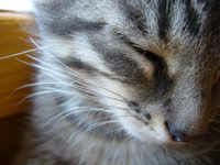 кота домой!