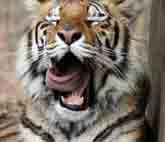 подергать тигра за усы