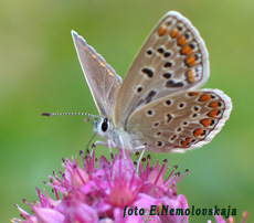 LG-Хлебопечь