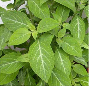 Salvia Divinorum