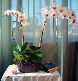 Фаленопсис (Phalaenopsis)