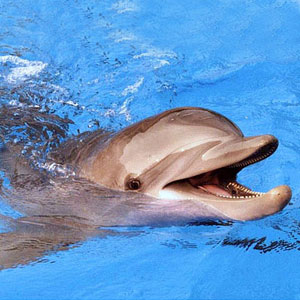 Поплавать с дельфином(или просто научиться плавать)