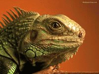 Домашний дракончик - соседеед
