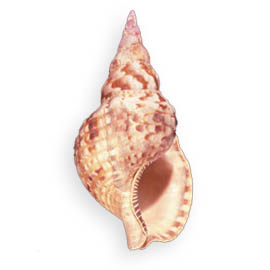 seashell