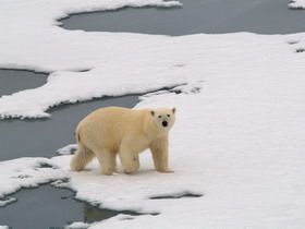 погулять среди полярных льдов с белыми медведями